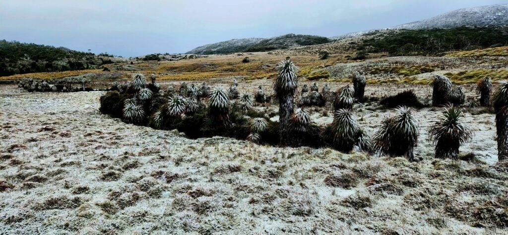 A pandani grove set amongst buttongrass at Ronnny Creek, clad in snow.