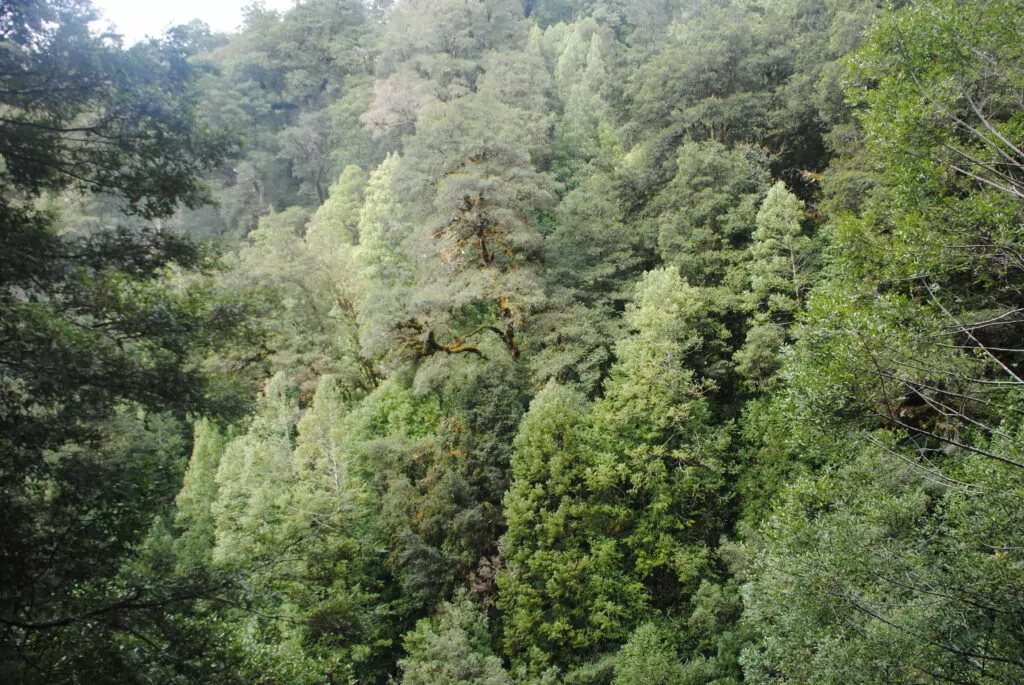Tarkine rainforests